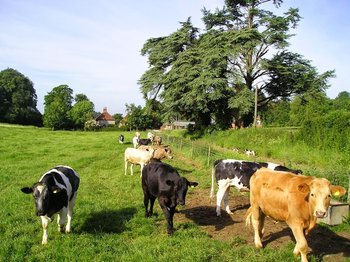 Adsdean Farm Shop - Organic shops in Chichester, West Sussex - Local Business Directory