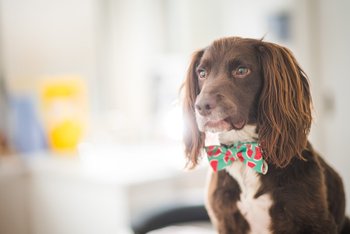 AlphaPet Veterinary Clinic - Veterinarians in Chichester, West Sussex - Local Business Directory
