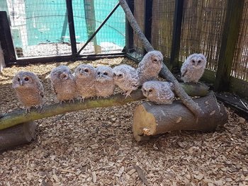 Brent Lodge Wildlife Hospital - Veterinarians in Chichester, West Sussex - Local Business Directory