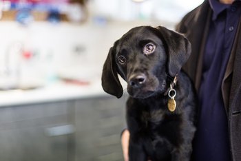 Downland Veterinary Group - Veterinarians in Chichester, West Sussex - Local Business Directory