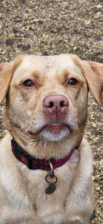 Kate's K9 Companions - Veterinarians in Chichester, West Sussex - Local Business Directory