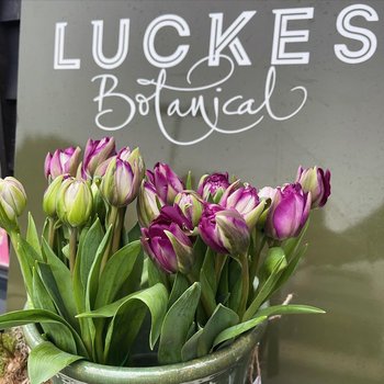 Luckes Botanical - Florists in Chichester, West Sussex - Local Business Directory