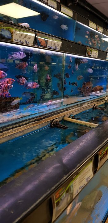 Maidenhead Aquatics Chichester - Fishmongers in Chichester, West Sussex - Local Business Directory