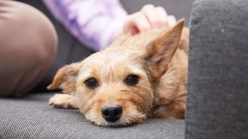 Pet Doctors Chichester - Veterinarians in Chichester, West Sussex - Local Business Directory