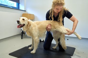 South Downs Veterinary Referrals Chichester - Veterinarians in Chichester, West Sussex - Local Business Directory