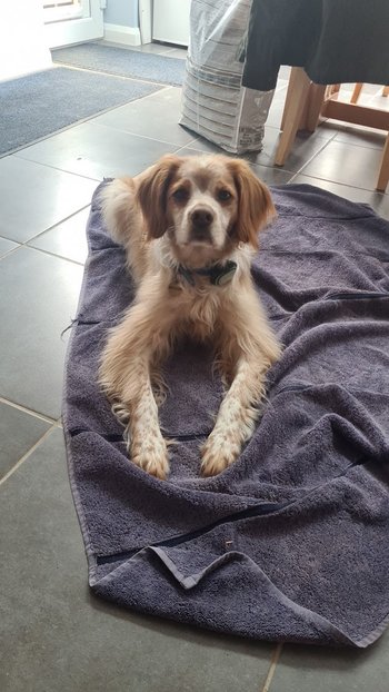 Southbourne Vet Centre - Veterinarians in Chichester, West Sussex