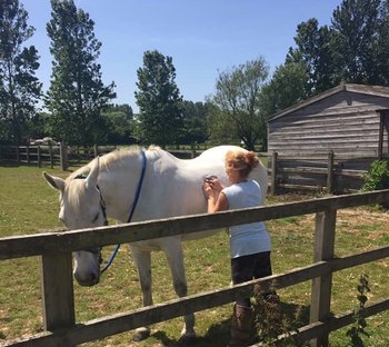 Sussex Animal Physiotherapy - Veterinarians in Chichester, West Sussex - Local Business Directory