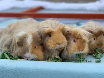 The Cat & Rabbit Rescue Centre - Veterinarians in Chichester, West Sussex - Local Business Directory