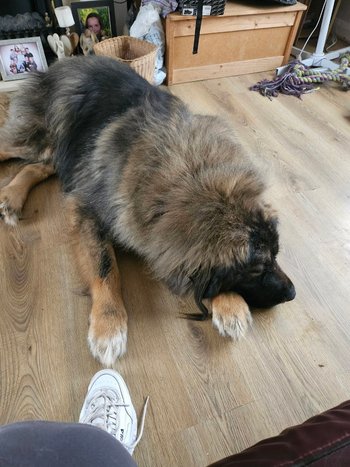 Vets4Pets - Chichester - Veterinarians in Chichester, West Sussex - Local Business Directory