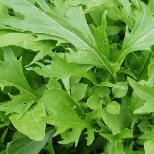 Wayside Organics - Organic shops in Chichester, West Sussex - Local Business Directory